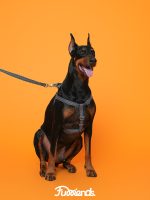Furriends FurCity Explorer Harness – Lightweight, Breathable & Ergonomic Dog Harness - Image 3