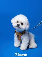 FurVoyage AirFlow Harness – Breathable Lightweight Dog Harness - Image 4
