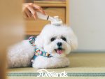 Furriends FurCity Explorer Harness – Lightweight, Breathable & Ergonomic Dog Harness - Image 2